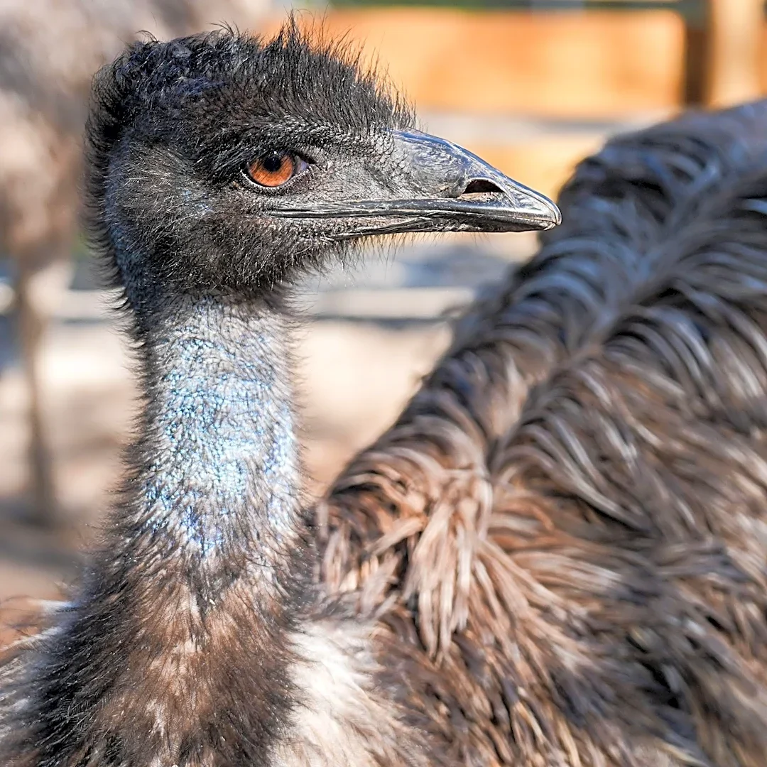 Look! Emu spotted on the loose at Greater Cincinnati park