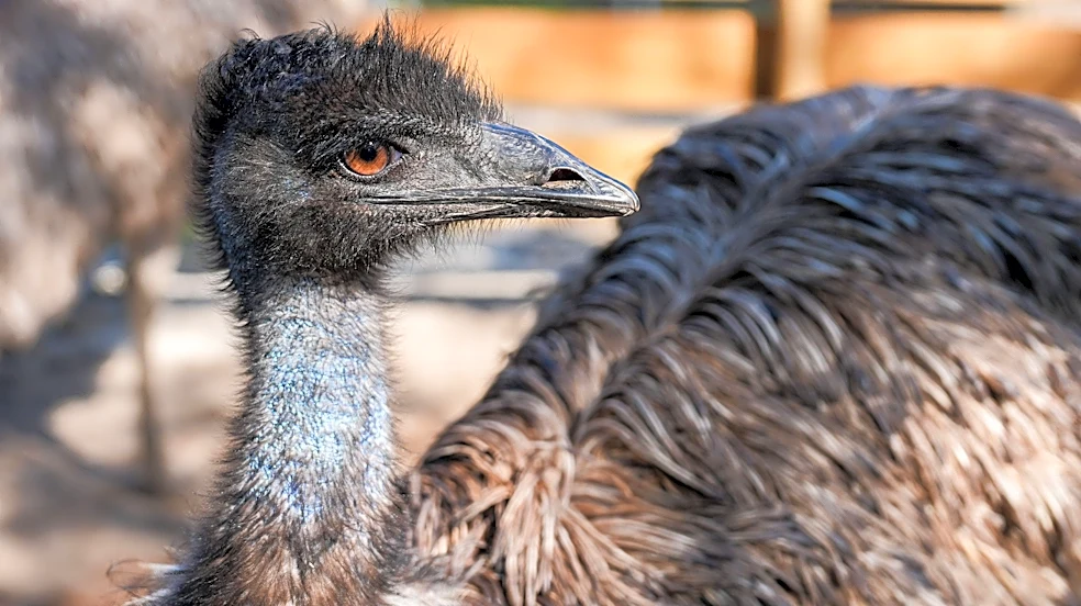 Look! Emu spotted on the loose at Greater Cincinnati park