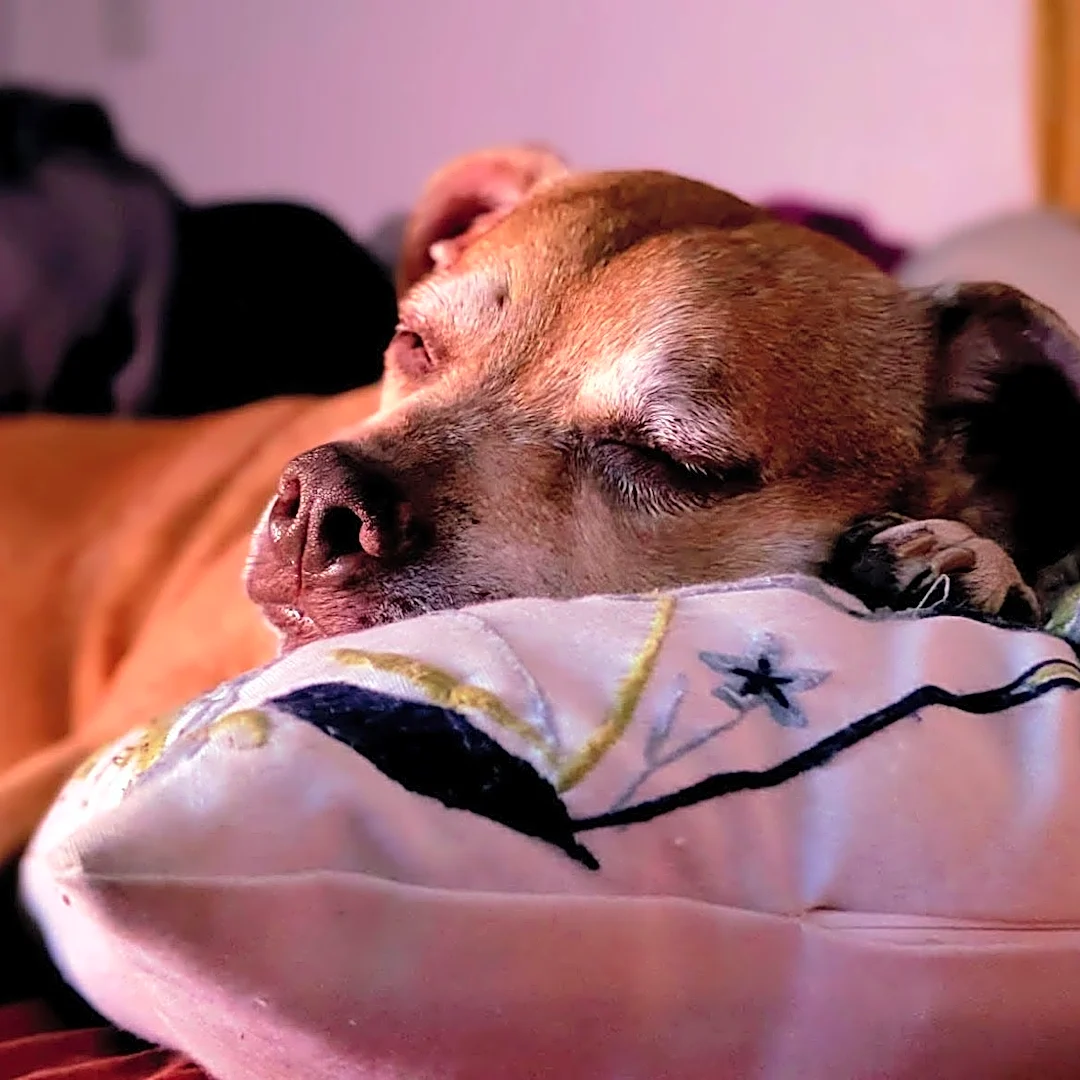 When does the time change? Why end of daylight saving time may affect pets