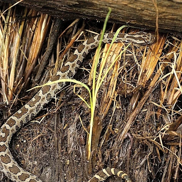 How to identify Michigan's venomous eastern massasauga rattlesnake