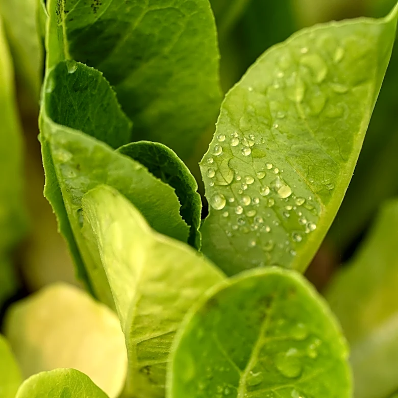 Michigan cyclosporiasis outbreak rises to more than 7,600 cases