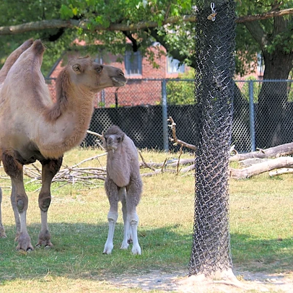 Beloved Detroit Zoo camel dies at age 18