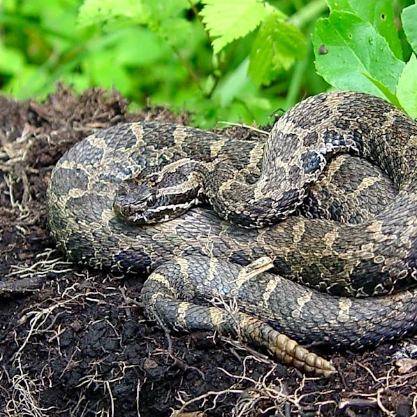 Despite bite incident, don't harm Michigan's protected rattlesnake