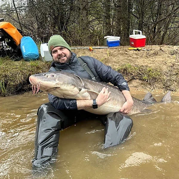 Great Lakes giant sturgeon may live centuries, new research suggests
