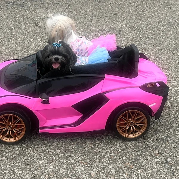 The OCC Car Show and Auto Labs Tour is for car fans and new students