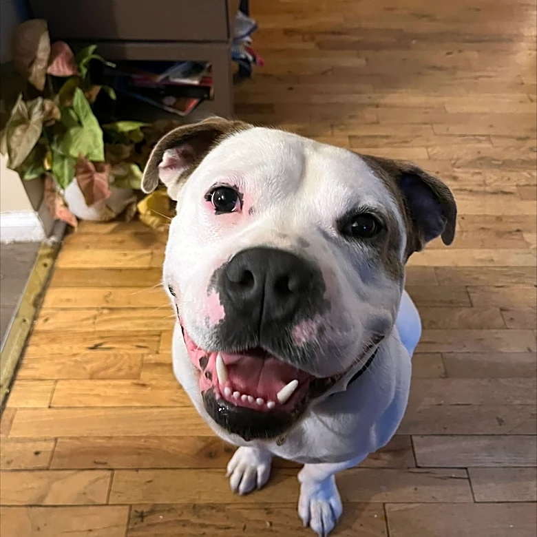 Court revokes death sentence for Port Huron dog who bit house guest