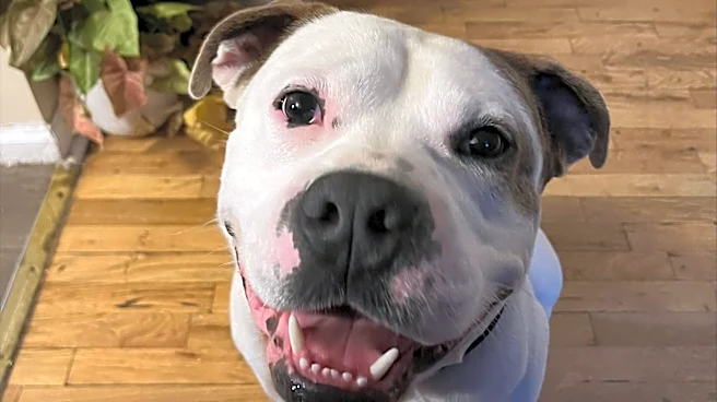 Court revokes death sentence for Port Huron dog who bit house guest
