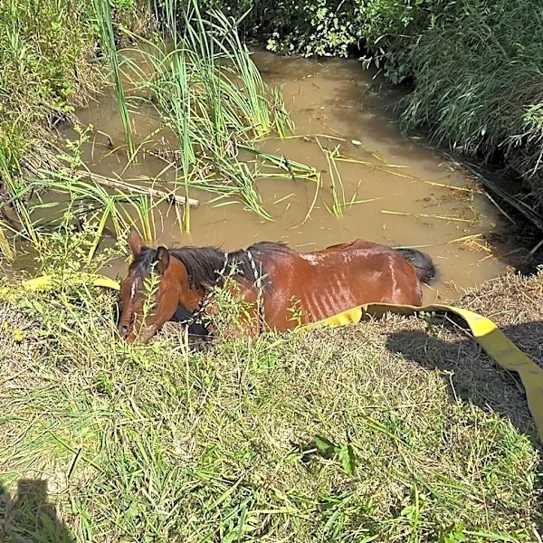 Michigan horse rescued from muddy hole using oats as an incentive
