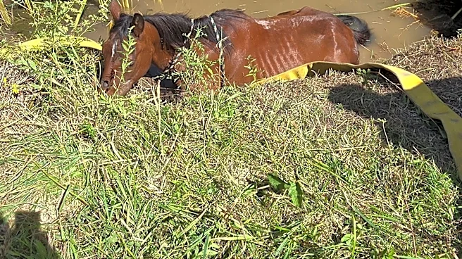 Michigan horse rescued from muddy hole using oats as an incentive