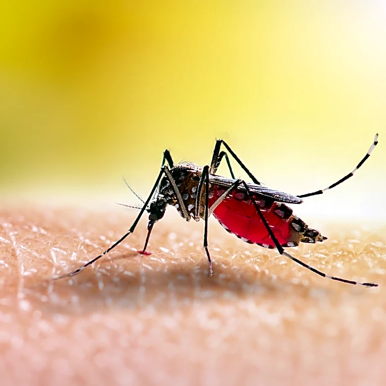 'Dangerous' mosquito-borne EEE virus infects Roscommon County resident