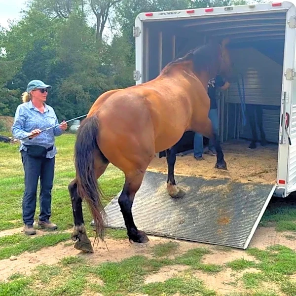 High Vibe owner demands 37 horses be returned in court filing