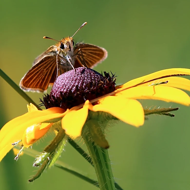A butterfly nearing global extinction gets new hope in Michigan