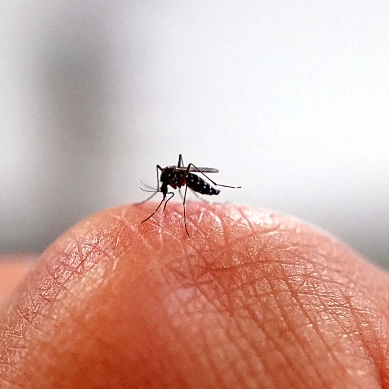 Wayne County resident has West Nile virus, Michigan's 2nd case of 2026