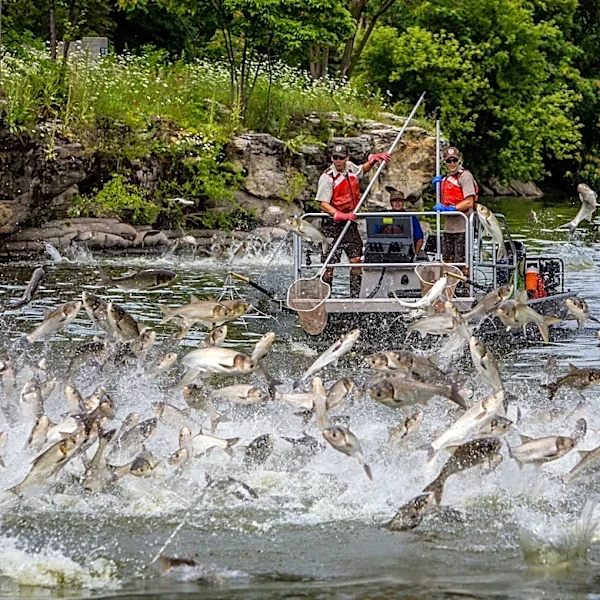 Trump administration halts work to prevent carp chaos in Great Lakes