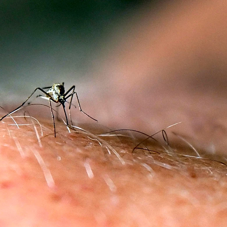 Risk of mosquito-borne viruses rises as EEE detected in Michigan horse