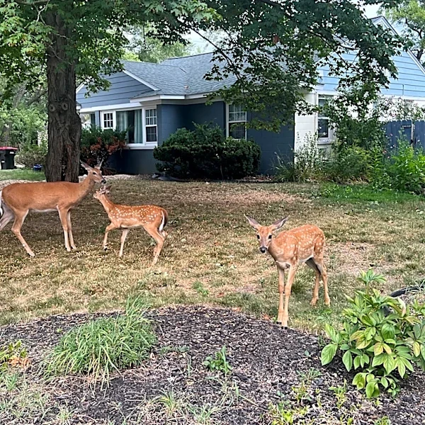Want a deer cull in your southeast Michigan suburb? Get in line.