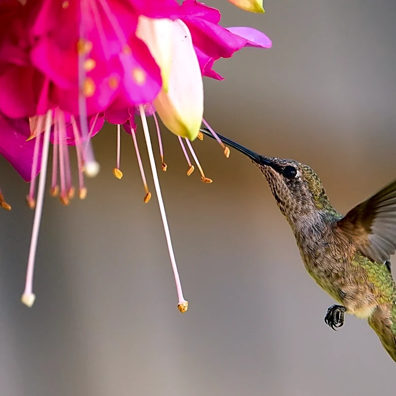 When do hummingbirds fly south? What to know about summer visitors