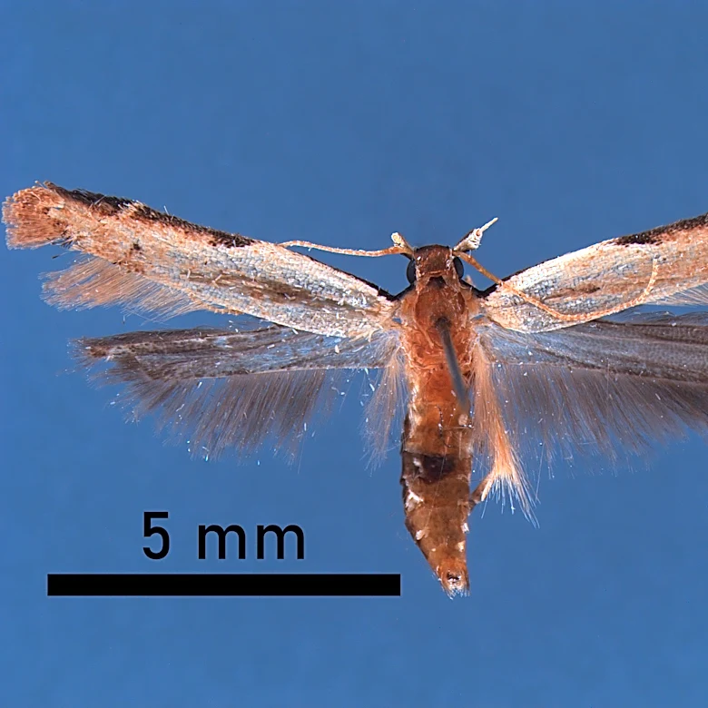 Border Patrol K-9 finds invasive moth at Detroit airport. What happened