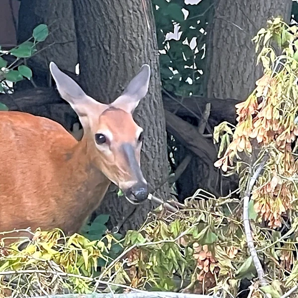 Survey wants your thoughts on deer in Southeast Michigan neighborhoods
