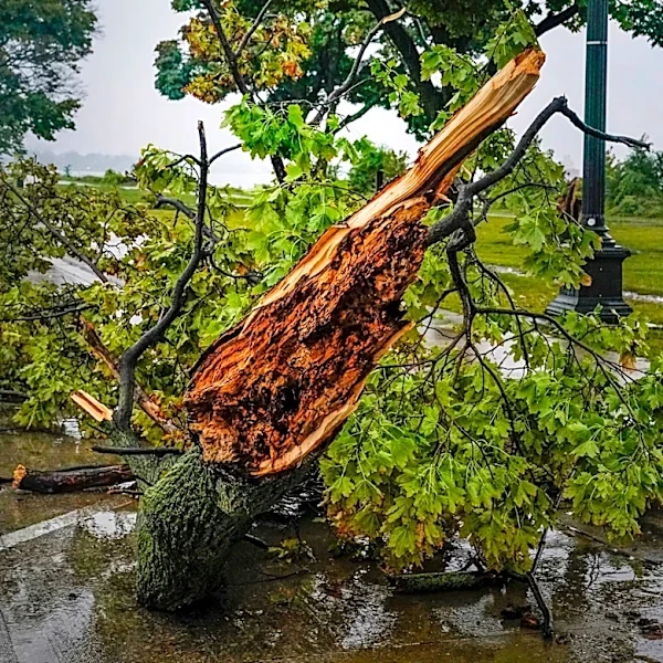 A guide to Detroit storm recovery resources