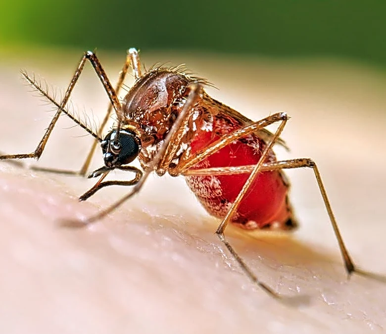 Detroiter has West Nile virus. Health leaders say avoid mosquito bites