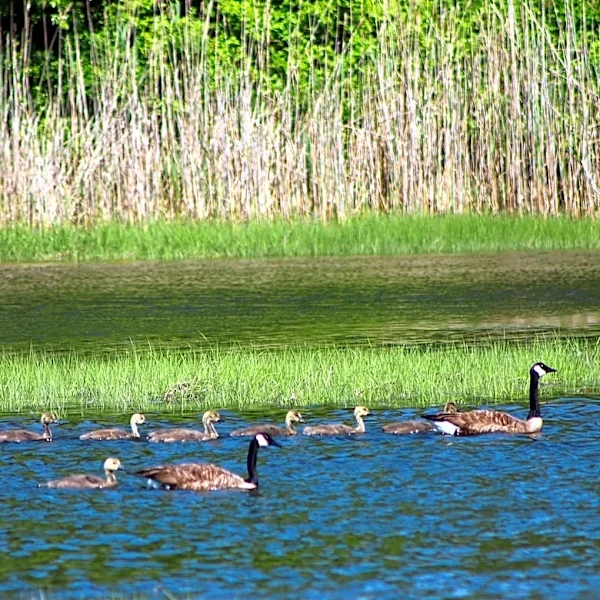 Bird migration to see big jump. 'Lights out' urged for Wednesday night