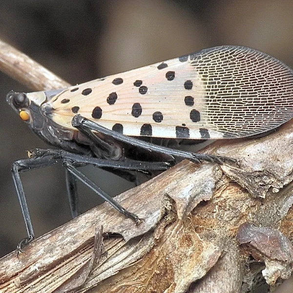 'Squish it.' Spotted lanternfly population found in SW Michigan