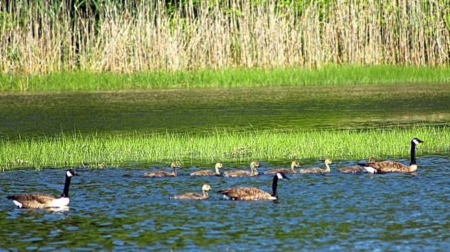 Over 14 million birds to fly over Michigan. Why they're on the move