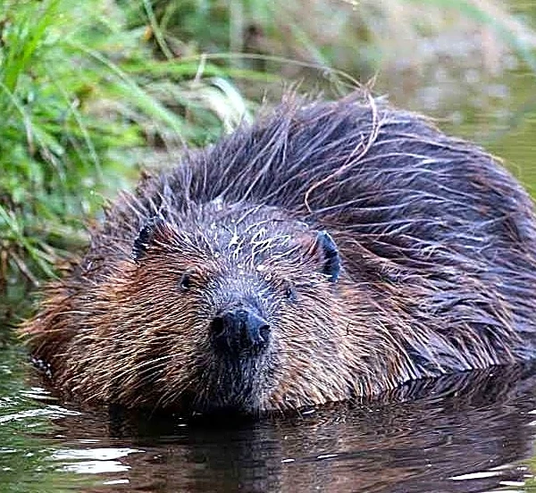 Sleeping Bear Dunes beavers create big dam problem for neighbors