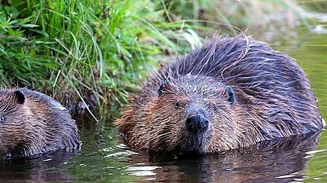 Sleeping Bear Dunes beavers create big dam problem for neighbors
