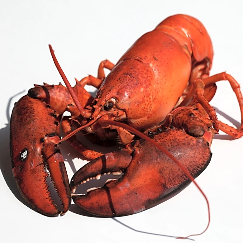 Trenton restaurant’s Lobsterpalooza returns with seafood feast