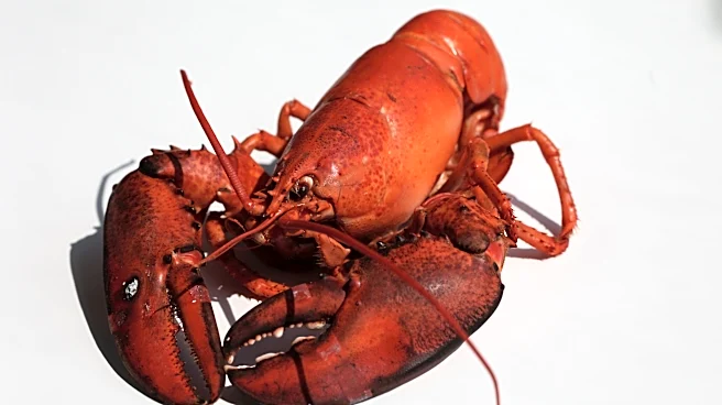 Trenton restaurant’s Lobsterpalooza returns with seafood feast