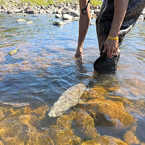 DNR saves 27 'dinosaur fish' trapped in river. How they rescued sturgeon