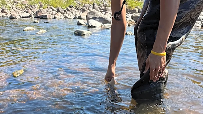 DNR saves 27 'dinosaur fish' trapped in river. How they rescued sturgeon