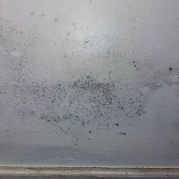 Mold in college housing is a problem. Here's what students should know