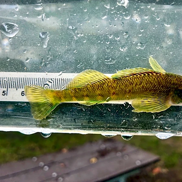 A native fish not seen in the Lower Rouge River in a century is back
