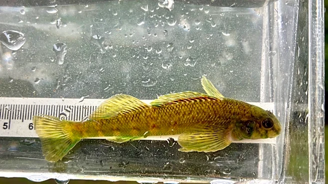 A native fish not seen in the Lower Rouge River in a century is back