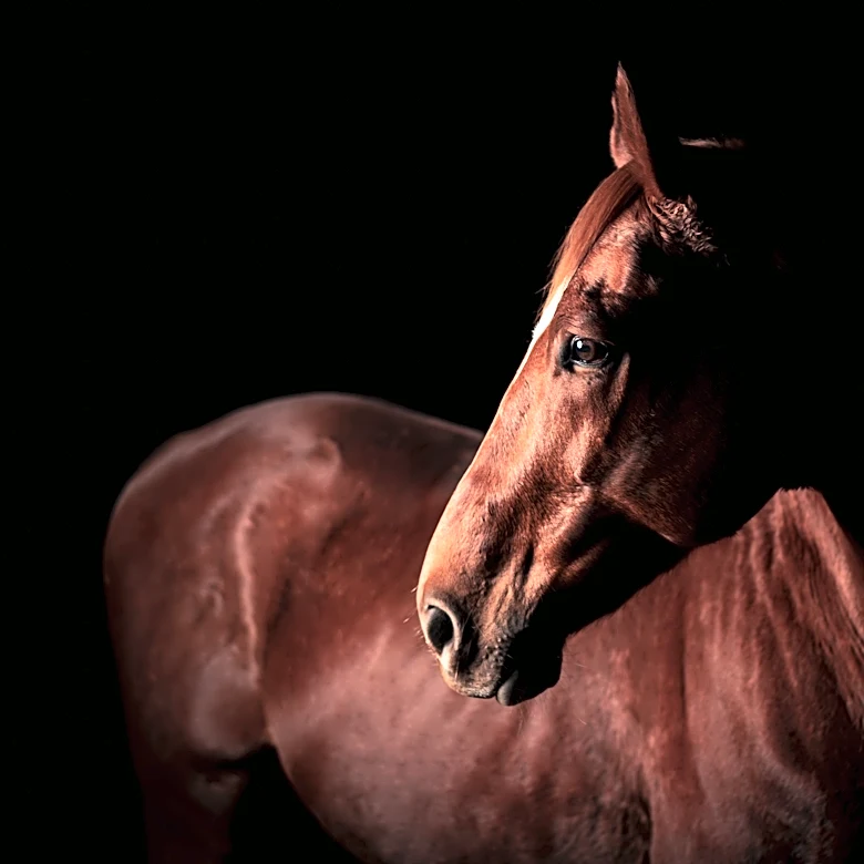 Loose horse struck by car, killed in Detroit