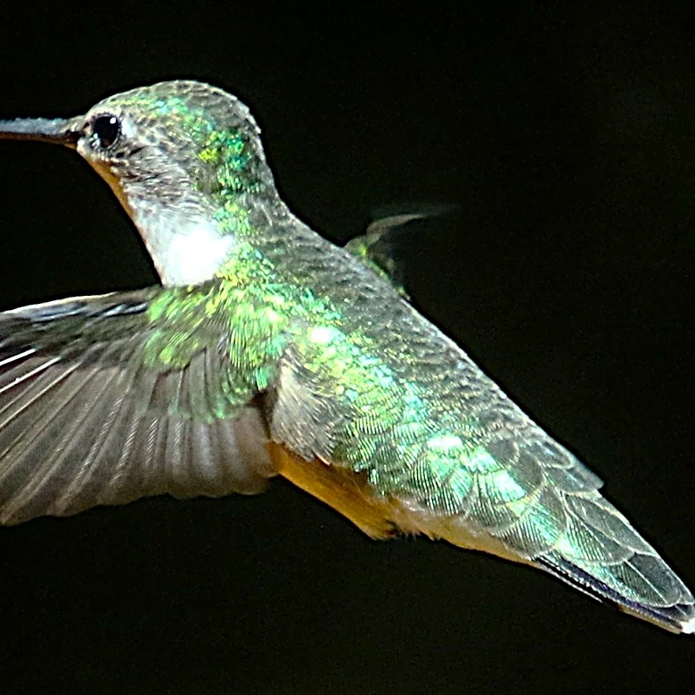 Putting away your hummingbird feeder? Why you shouldn't rush this fall