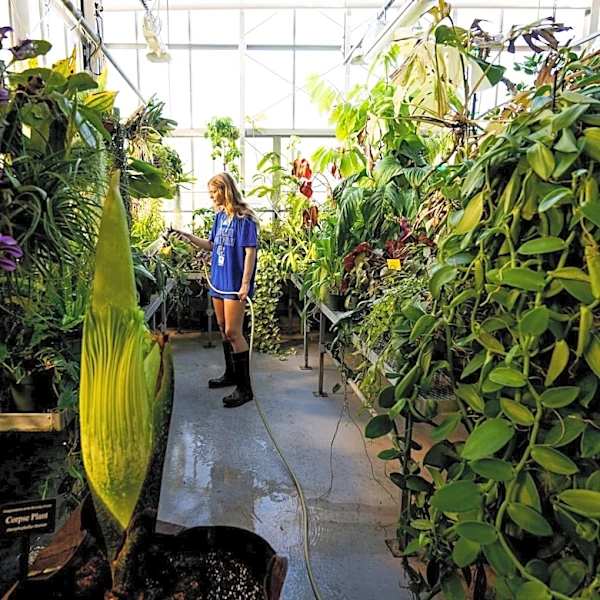 GVSU invites public to view corpse flower. When to expect rare bloom