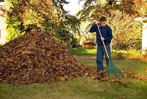 Are you too old to rake leaves? Why it may be better to leave them