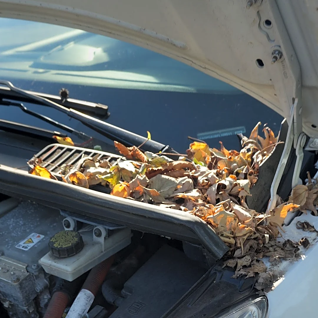 Why you should clear fallen leaves off your car