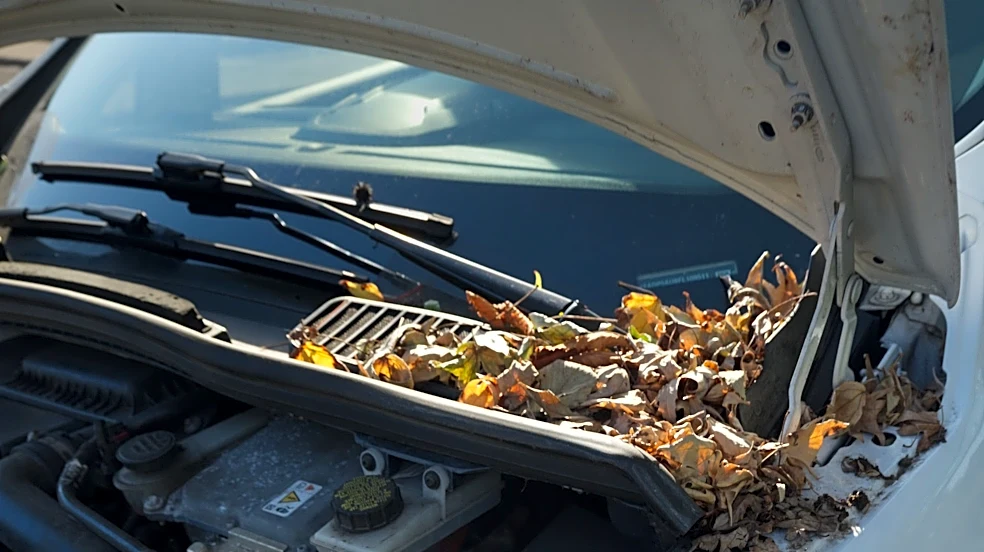 Why you should clear fallen leaves off your car