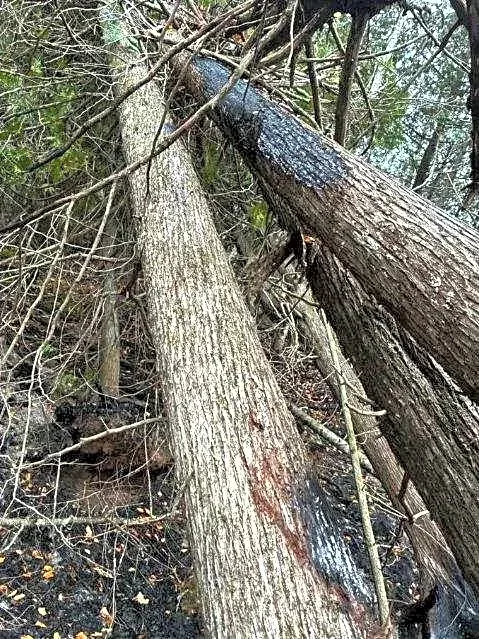 DNR confirms lightning sparked second U.P. wildfire. What they said