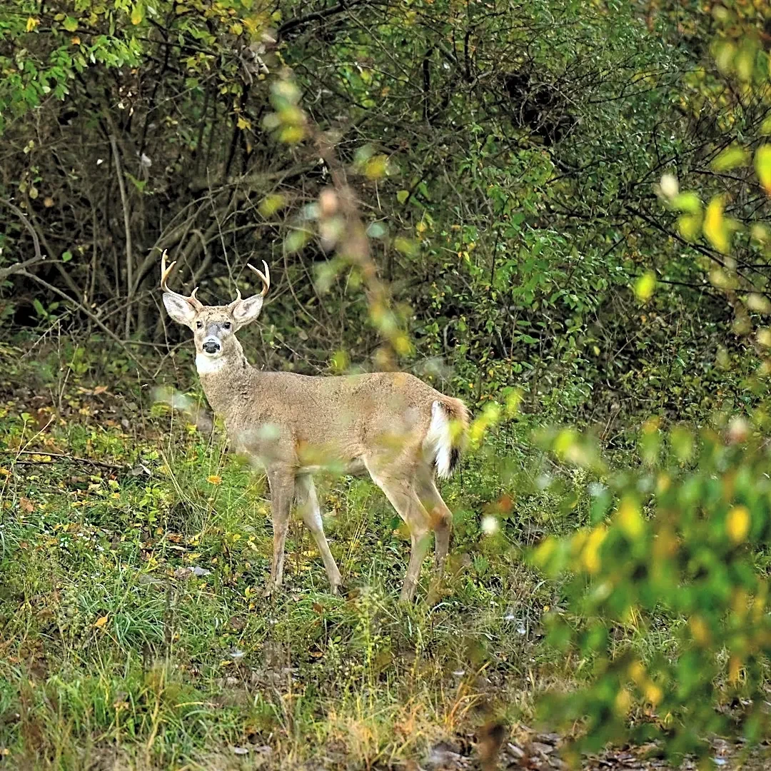 Officials find chronic wasting disease in Hillsdale County. What is it?