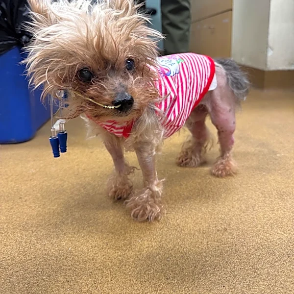 Michigan woman says dog was stolen, had chemical burns before return