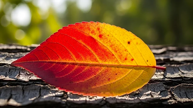 Deciduous Trees: Nature's Colorful Display