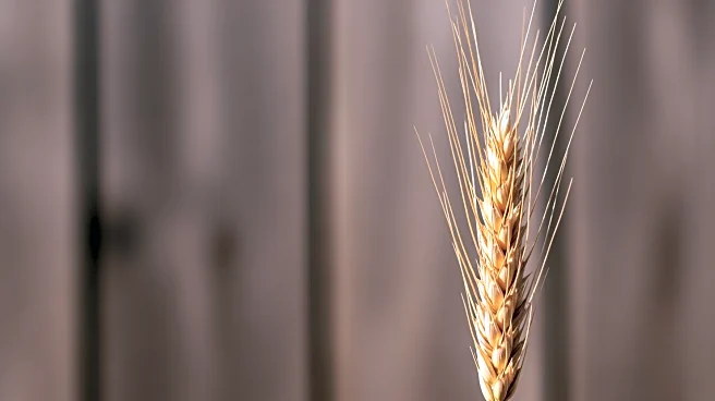 It’s Not Just Food: How Grains Sparked Settlements, Religion, and Global Economies