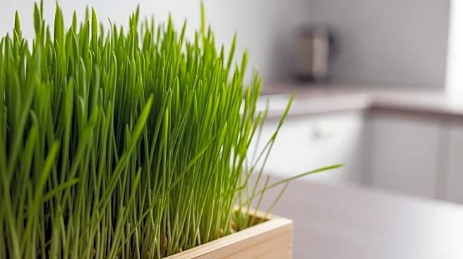 How Wheatgrass Supports Digestion and Nutrition in Pets