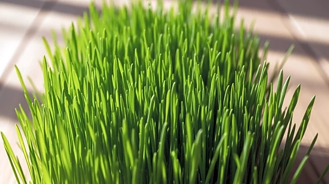Is Wheatgrass Really That Healthy?